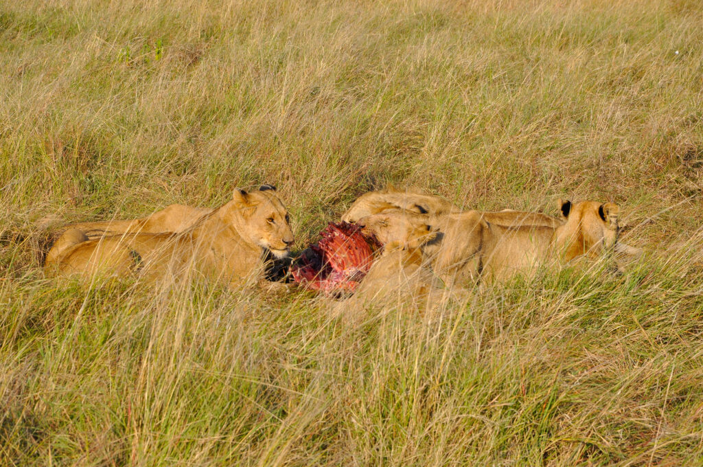 Animaux Safari