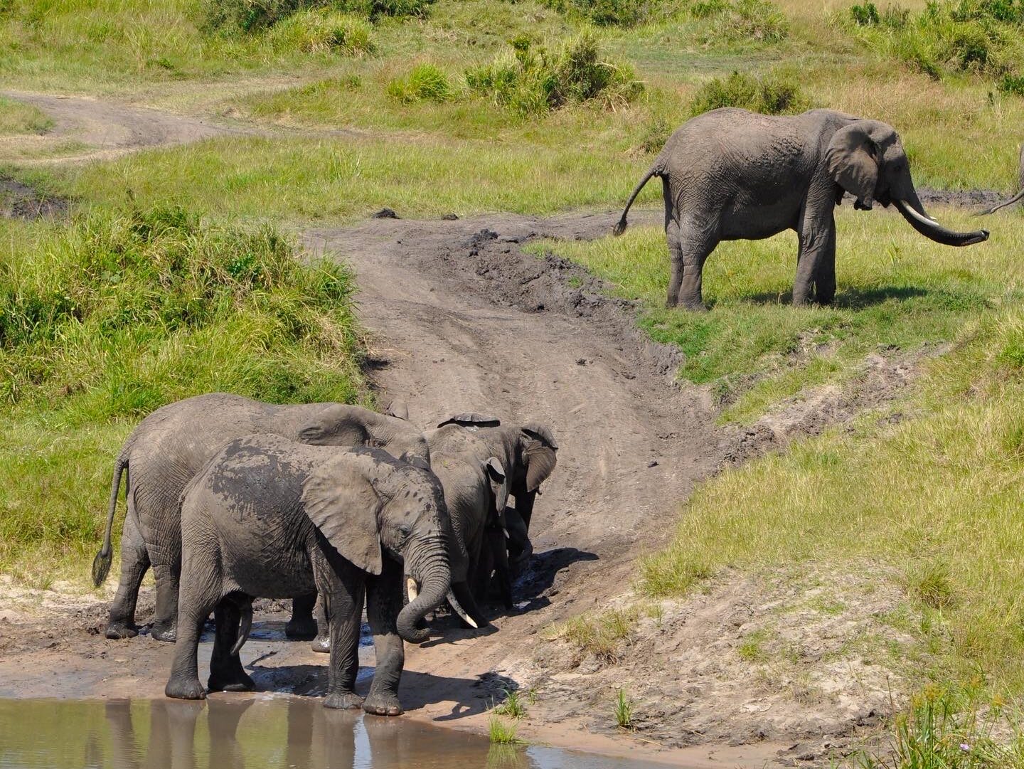 Élephants masai mara