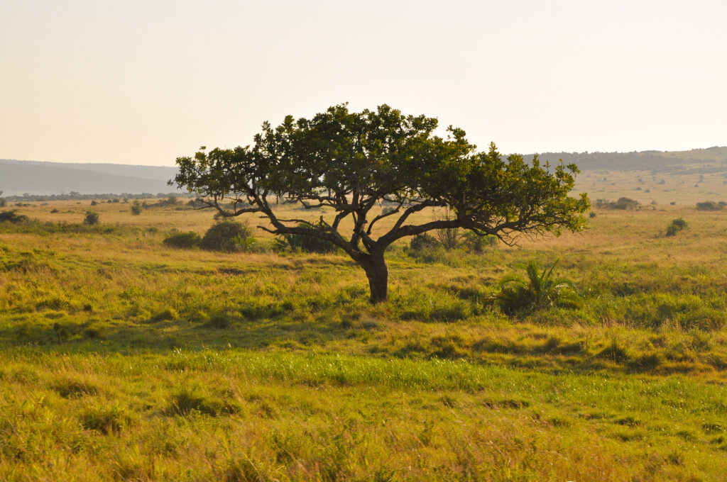 Masai Mara