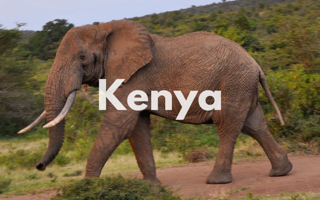 Safari au Kenya : itinéraire, budget et infos pratiques
