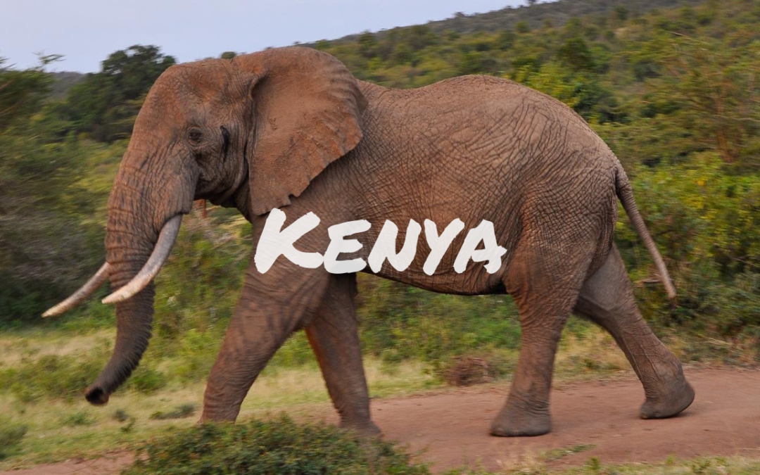 Safari au Kenya : itinéraire, budget et infos pratiques